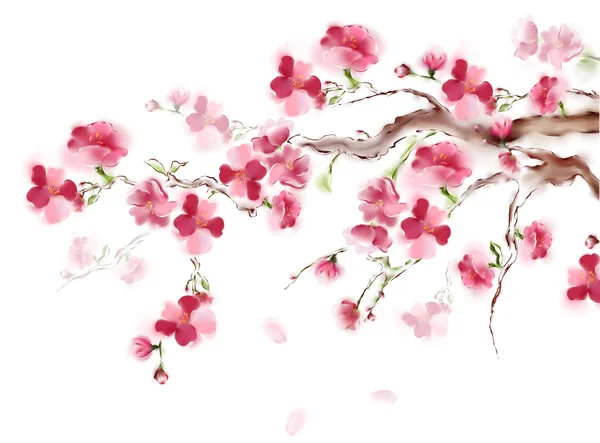 Blühende rosa Sakura auf weißem Hintergrund. Japanische Kirschblüte vereinzelt. hochauflösende Kunst. — Stockfoto