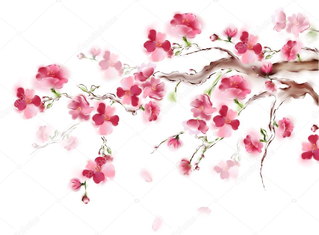 Blooming pink sakura on white background. Japanese tree cherry blossom isolated. High resolution art.