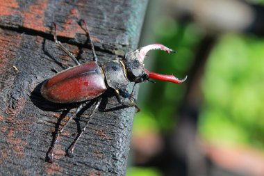 Stag beetle Lucanus cervus