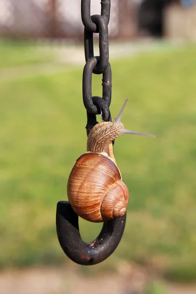 Große Schnecke — Stockfoto