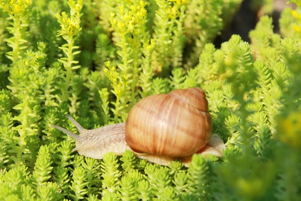 大蜗牛 — 图库照片