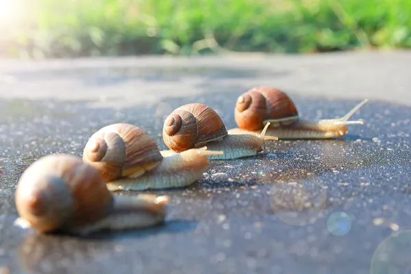 Schnecken überqueren die Straße — Stockfoto