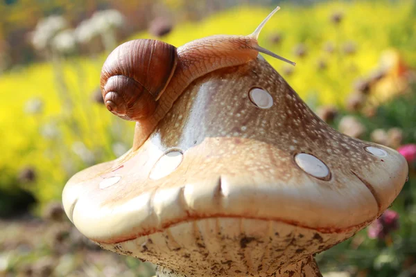 Caracol grande —  Fotos de Stock