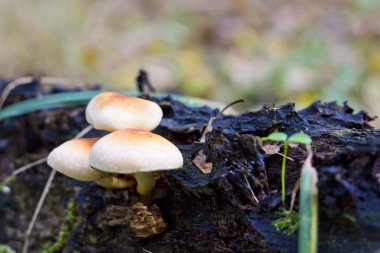 Grup içinde forrest mantar