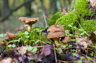 Grup içinde forrest mantar