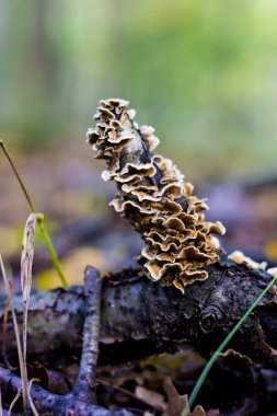 Grup içinde forrest mantar