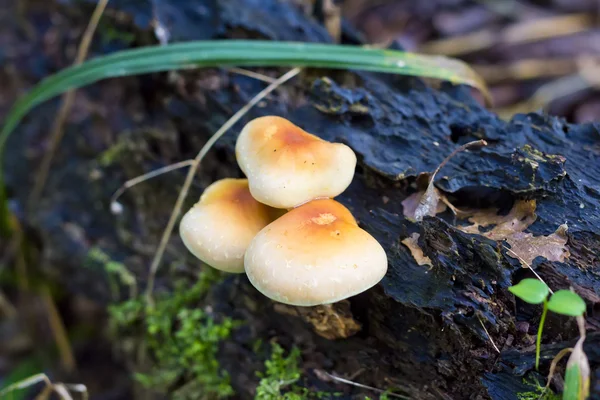 Groep van paddestoelen in forrest — Stockfoto