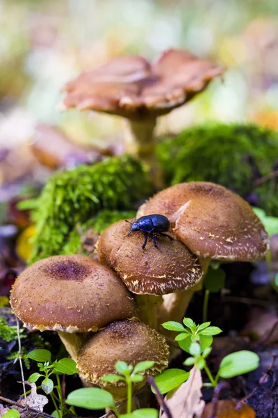 Groupe de champignons dans la forêt — Photo