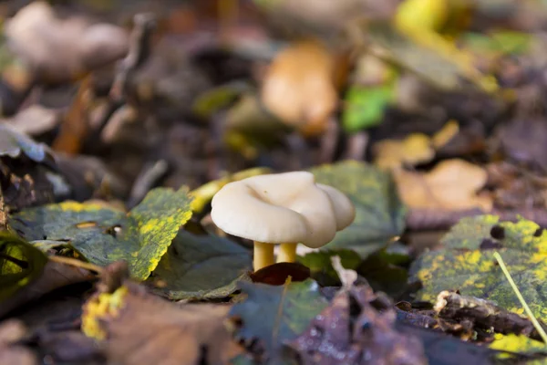 Groep van paddestoelen in forrest — Stockfoto