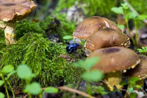 Groep van paddestoelen in forrest — Stockfoto