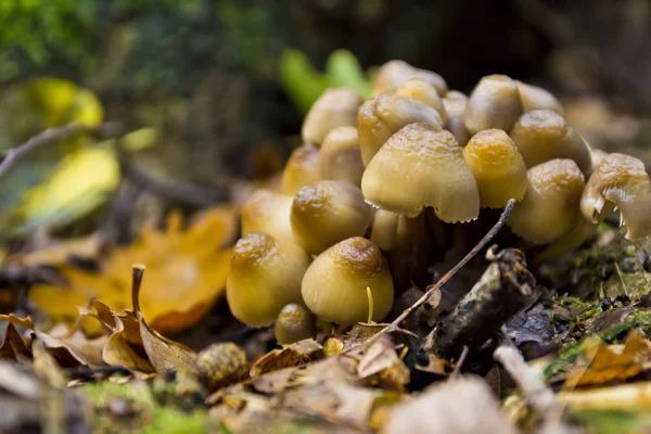 在阿甘的蘑菇 — 图库照片