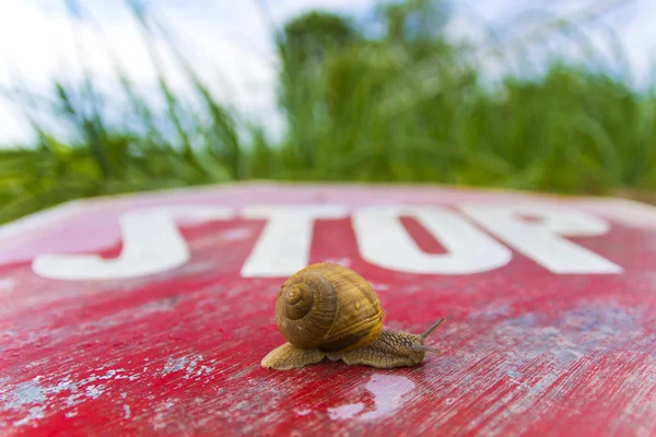 Snail and traffic sign — Stock Photo, Image