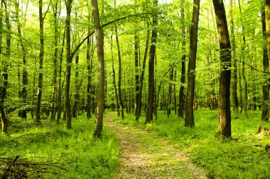 Ormanın içinden yol