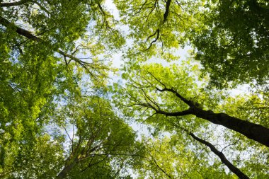 Ağaçların arasından parlayan güneş