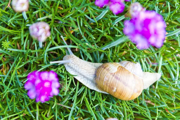 Caracol em flores — Fotografia de Stock