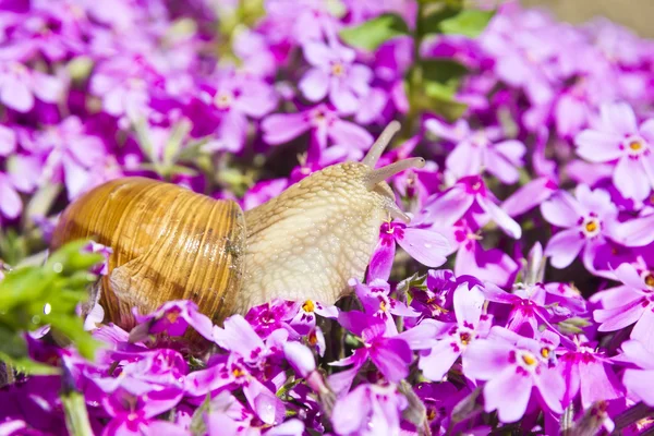 Σαλιγκάρι σε λουλούδια — Φωτογραφία Αρχείου