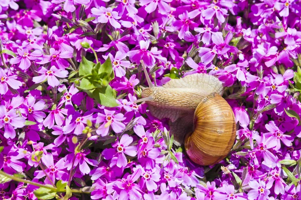 Caracol em flores — Fotografia de Stock