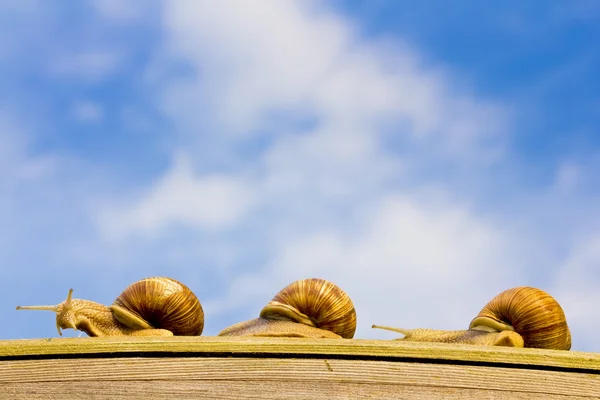 Caracol run — Fotografia de Stock