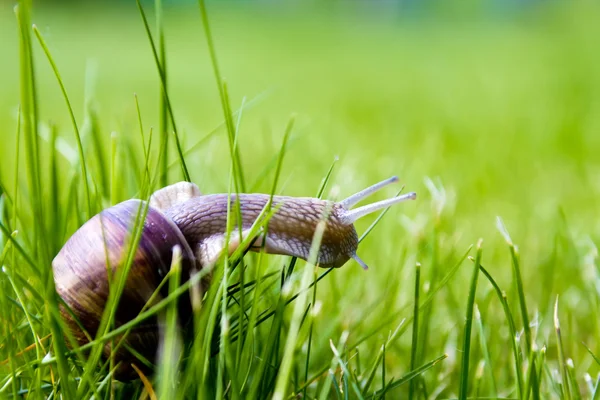 Snigel i gräs — Stockfoto