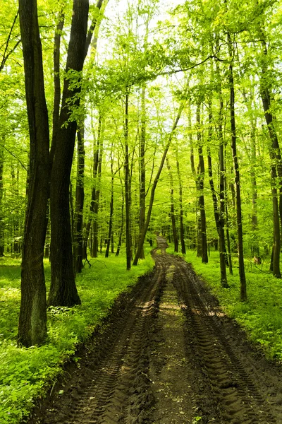 Road through the woods — Stock Photo, Image