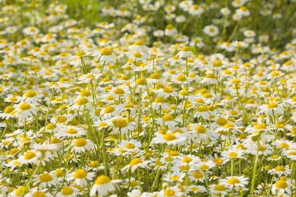 Campo de flores brancas selvagens — Fotografia de Stock