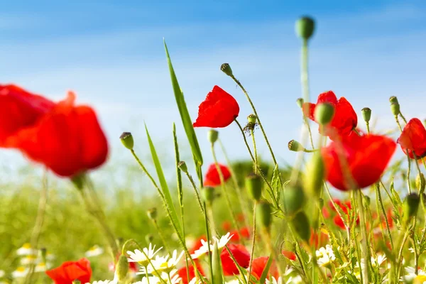 Field of Red Poppy Flowers — Stock Photo, Image