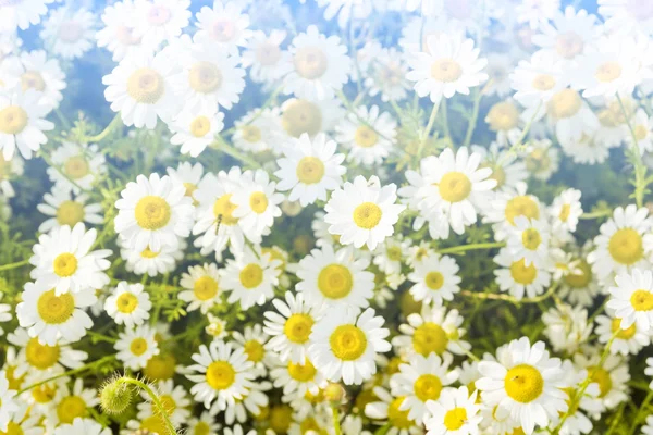 Vilda vita blommor fält — Stockfoto