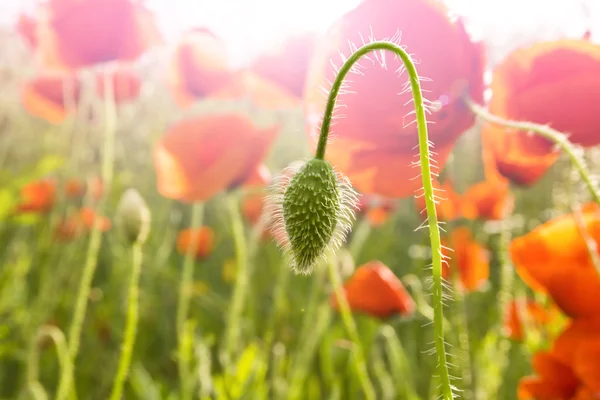 Field of Corn or Red Poppy Flowers — Stock Photo, Image
