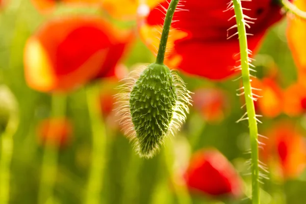 赤いケシの花の畑 — ストック写真