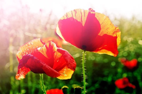 Field of Red Poppy Flowers — Stock Photo, Image