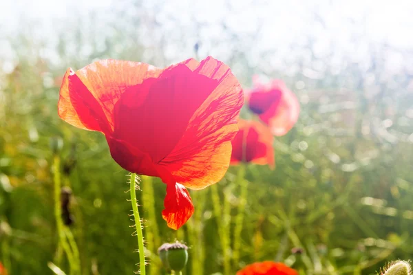 Field of  Red Poppy Flowers — Stock Photo, Image