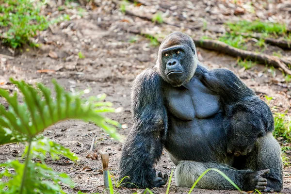 Gorilla sitter i djungeln Royaltyfria Stockbilder