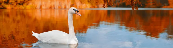 Cisne Branco Flutuando Água Lago Reflexão Árvores Outono Bandeira Floresta — Fotografia de Stock