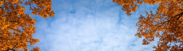 黄色の葉とコピースペースバナーと曇りの空を持つオークの枝 — ストック写真