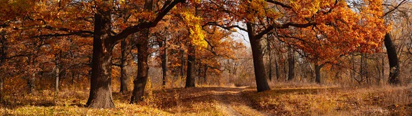 Autumn Landscape Old Oak Trees Park Banner Panoramic — Stock Photo, Image