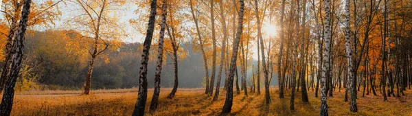 Jesienny Krajobraz Brzoza Gaj Rannym Słońcu Sztandar Panoramiczny — Zdjęcie stockowe