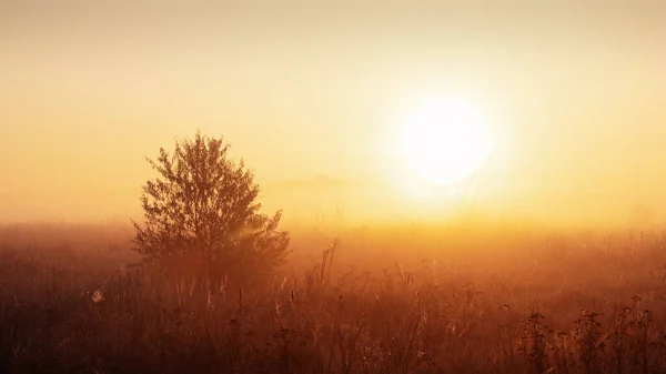 Jesienny Krajobraz Samotnego Krzewu Mglistej Łące Wschodzącym Słońcu — Zdjęcie stockowe