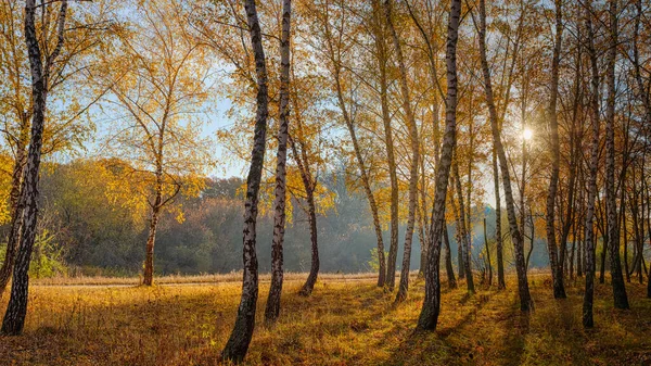 Autumn Landscape Birch Grove Autumn Light Morning Sun — Stock Photo, Image
