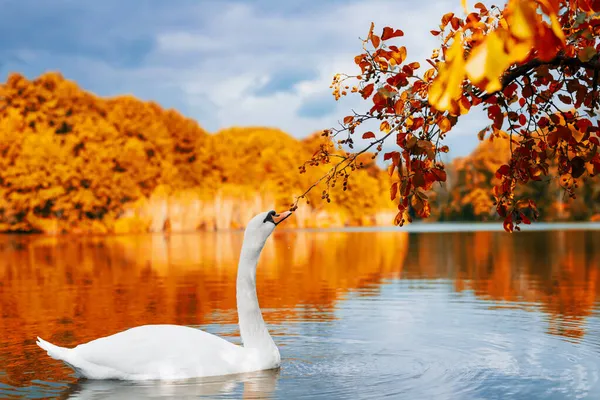 Осенний Пейзаж Белый Лебедь Плывущий Озеру — стоковое фото