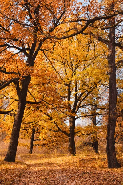 Jesienny Krajobraz Stare Dęby Żółtymi Liśćmi Parku Pionowy Strzał — Zdjęcie stockowe