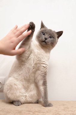 Kedi oturur ve genç bir kadının elleriyle pençe oynar.