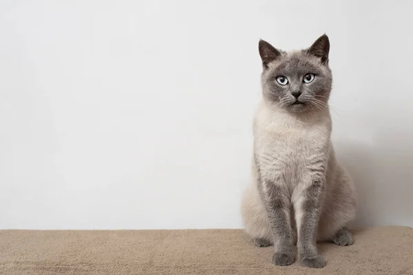 Siedzący Dymiący Kot Patrzy Kamerę Przestrzenią Kopiowania — Zdjęcie stockowe