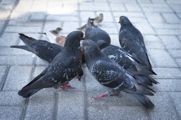 Groupe Colombes Bleues Sur Trottoir — Photo