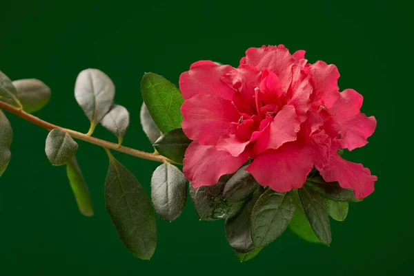 Nahaufnahme Eines Zweiges Mit Einer Blühenden Blume Einer Zimmerazalee — Stockfoto