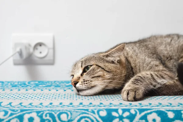 Lying Sickly Looking Tabby Cat Indoors — Stock Photo, Image