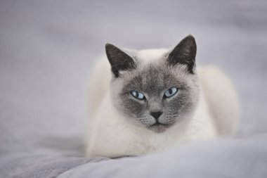 Battaniyenin üzerinde oturan bir kedinin portresi. Kameraya bak.