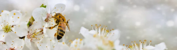 Cabang Berbunga Musim Semi Dan Lebah Dengan Panji Ruang Fotokopi — Stok Foto