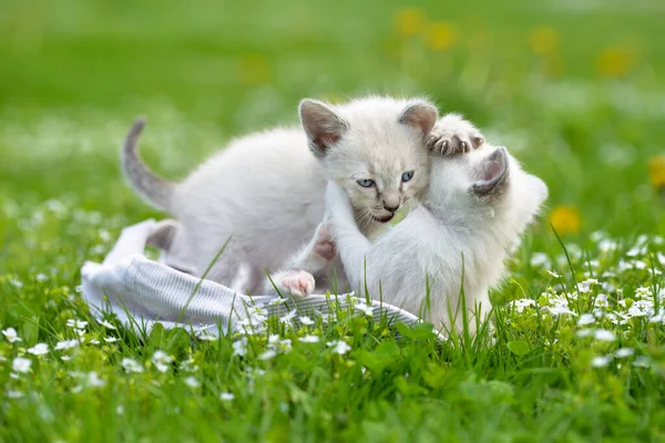 Two Cute White Kittens Playing Green Grass — стоковое фото