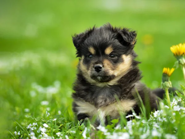 Retrato Filhote Cachorro Bonito Cor Preta Sentado Grama Verde — Fotografia de Stock