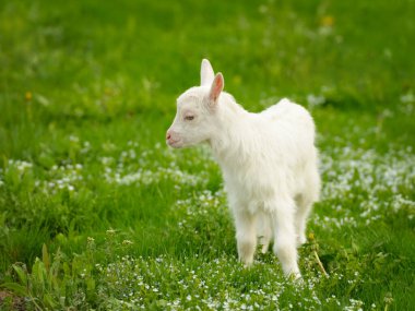Çayırdaki yeşil çimlerin üzerinde duran küçük keçi.